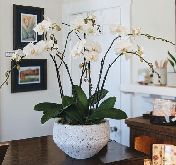 Grand Potted Orchid Arrangement